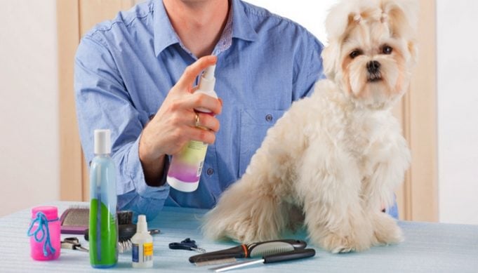 How to use the best dog cologne and deodorant for dogs?