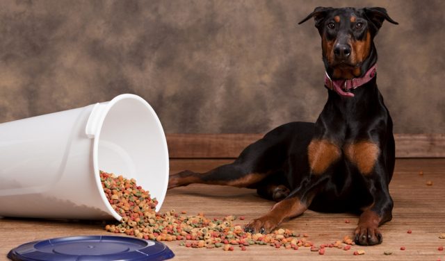 Best Dog Food for Dobermans