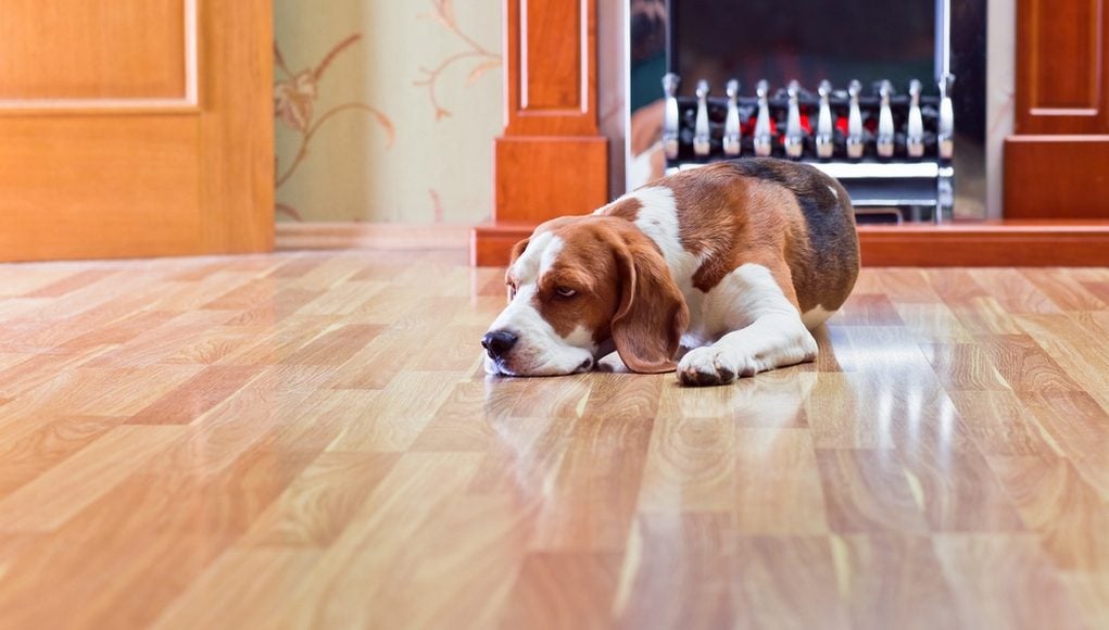 Best Flooring for Dogs