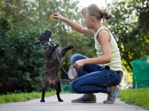 Best Jobs For Passionate Dog Owners