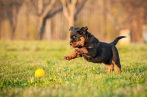 Best Male Dog Names