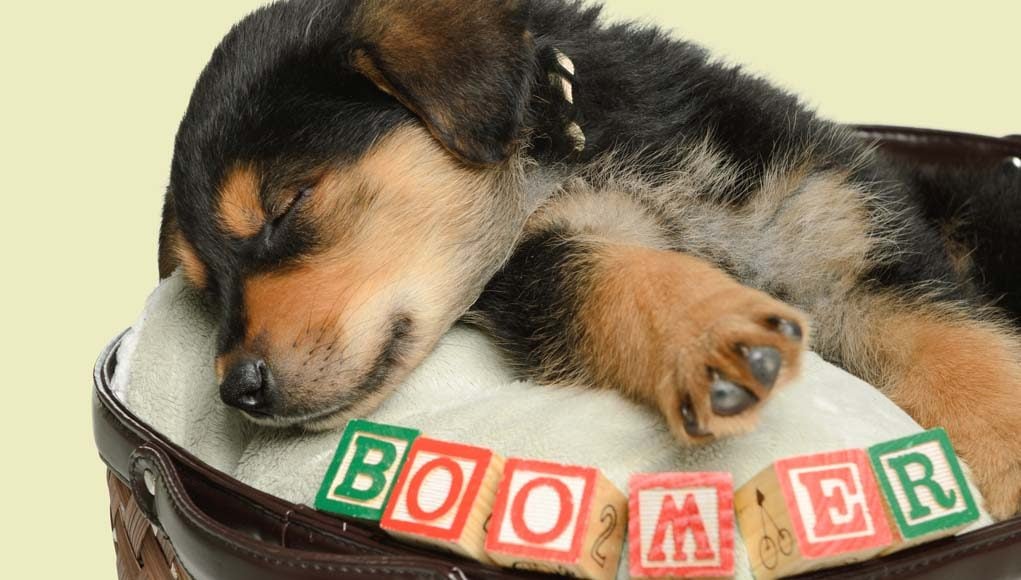 Best Male Dog Names and How To Pick the Best Name for A Male Dog