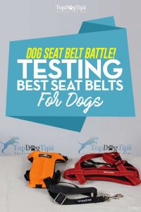 Best Seat Belt for Dogs Comparison