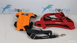 Finding the Best Seat Belt for Dogs