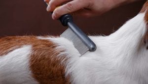 Brushing Your Dog to Help Relieve Itchiness