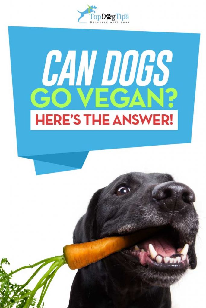 Can Dogs Go Vegan or Be Vegetarians