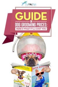 Comparing Dog Grooming Prices