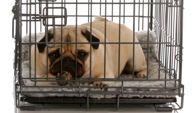 Crate Training Dogs