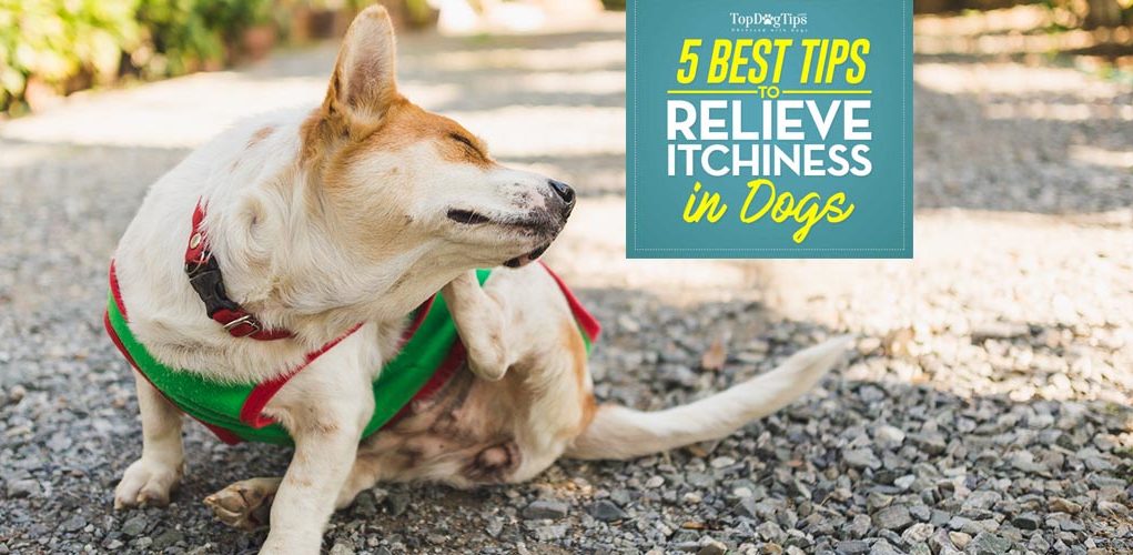 Dog Itchy Skin - Ways to Relieve Itchiness in Your Dog