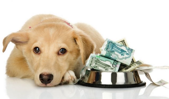 Dog Supplies Not Worth Cost