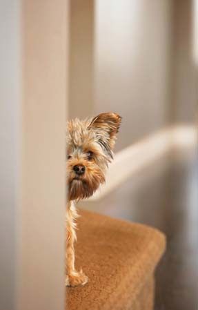 Scared dog hiding behind a wall