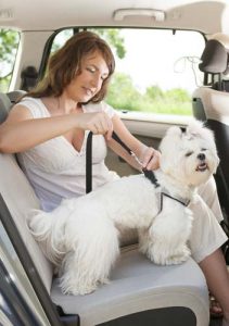 Dog seat belt testing in the car