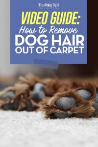 How To Get Dog Hair Out of Carpet Video