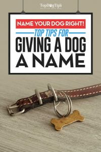 How To Pick the Best Name for A Male Dog