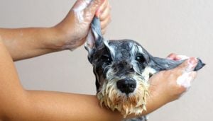 Try an Oatmeal Bath To Relieve Itchiness In Dogs