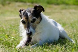 How To Teach Kids To Behave Around Dogs