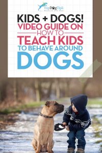 How To Teach Kids To Behave Around Dogs Video