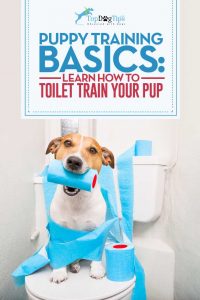 How To Toilet Train A Puppy Video