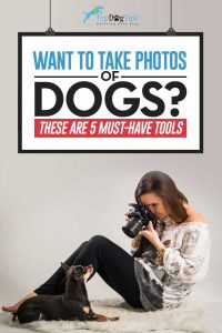 Must-Have Dog Photography Tools for Dog Photographers