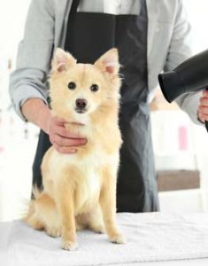 Professional Dog Groomer Ready to Work