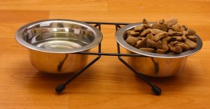 Ceramic dog food bowl vs stainless steel dog food bowl