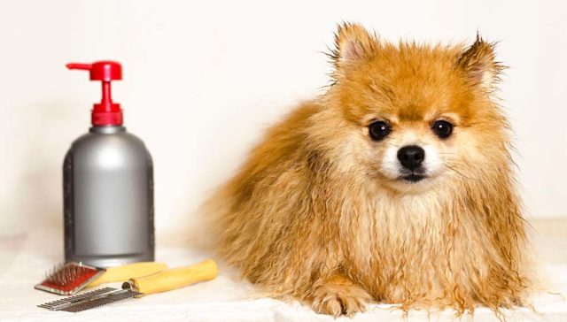 The Best Dog Conditioner Brands for a Shiny and Tangle-Free Coat