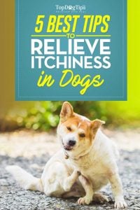 Dog Itchy Skin: 5 Ways to Relieve Itchiness in Your Dog