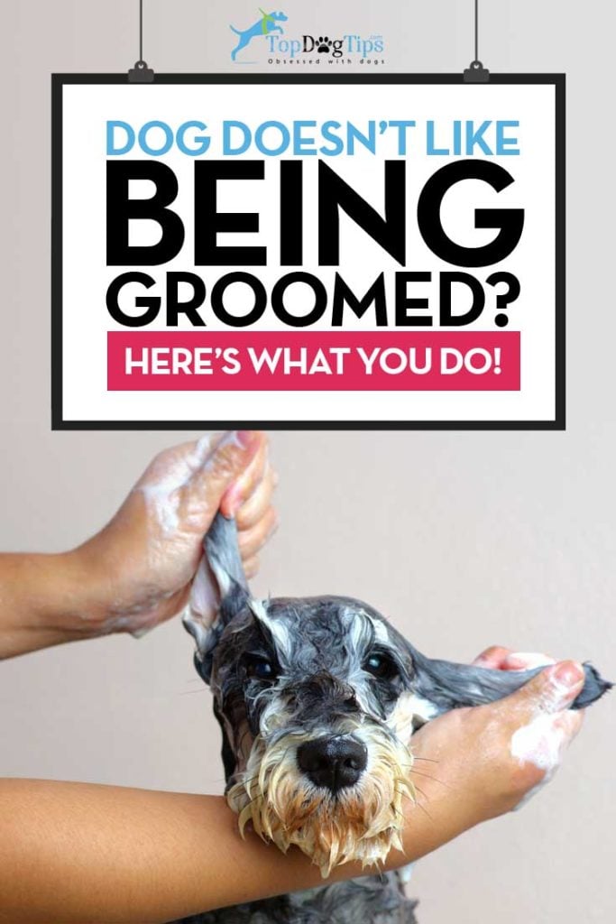 Tips on How To Train A Dog To Enjoy Grooming