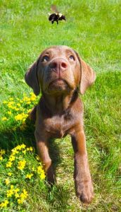 A lab puppy is chasing after a bee