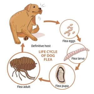 A life cycle of fleas