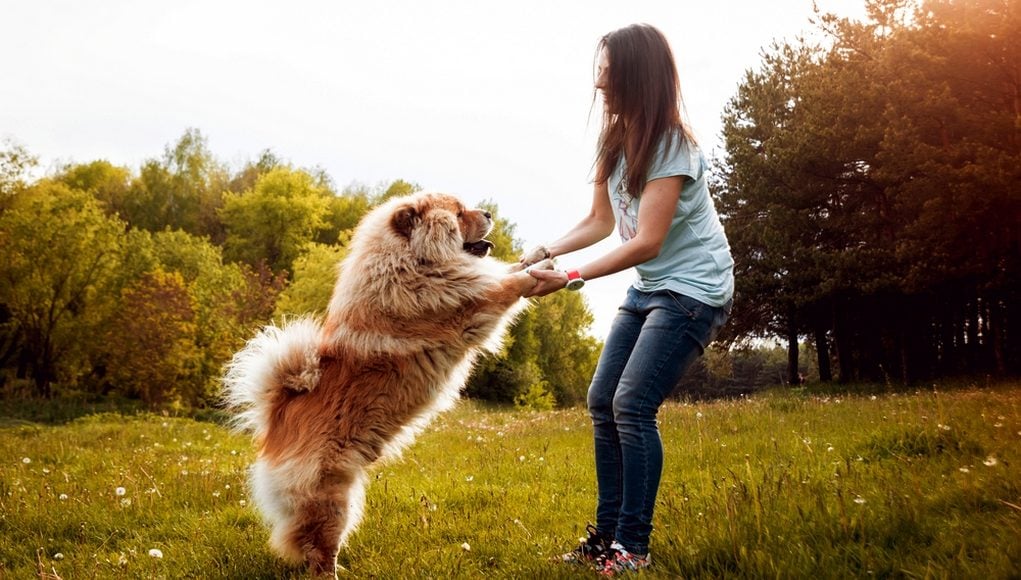 Become the Best Pet Parent For Your Dog