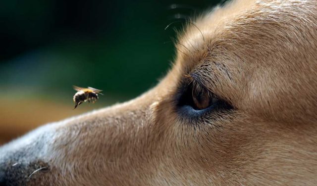 Bee Products For Dogs - Their Safety Efficacy and How To Use Them