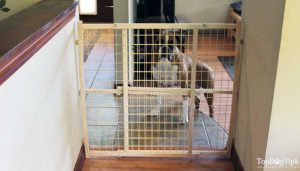 Testing one of the best indoor pet gates with our pooch