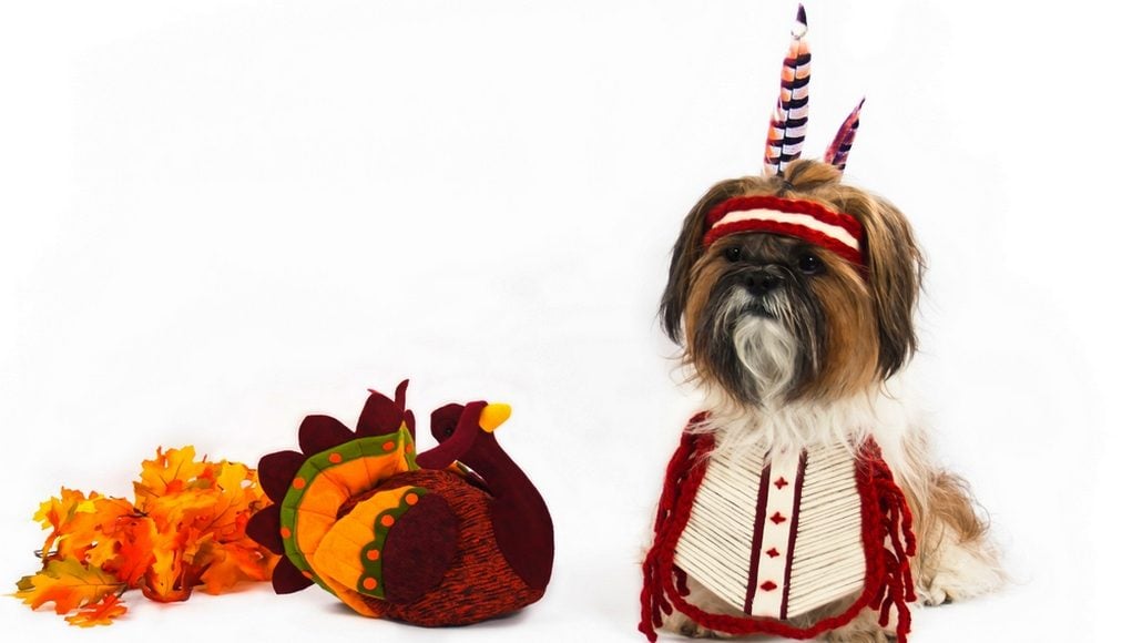 Best Dog Thanksgiving Clothes and Costumes