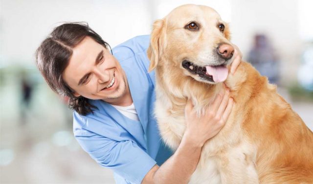 Best Tips from Vets on Dog Food and How to Feed Dogs