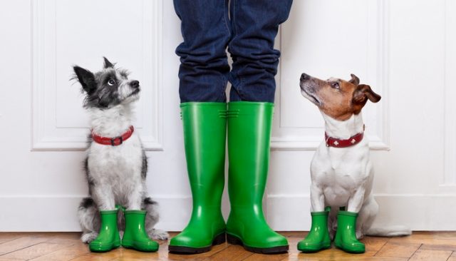 Best Waterproof Dog Walking Boots featured image