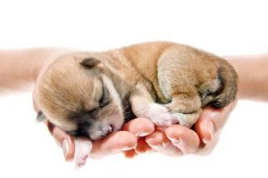 Cute newborn puppy