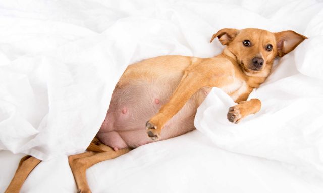 Dog Pregnancy Guide - Advice for Dog Owners of Pregnant Dogs