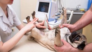 Pregnant dog getting an ultrasound before c-section