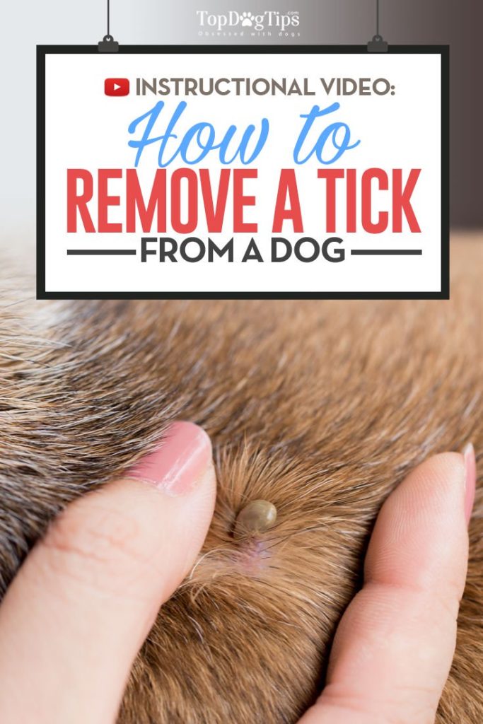 How To Remove A Tick From A Dog - Step by Step Video Explainer