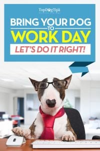 How to Take Your Dog to Work Day