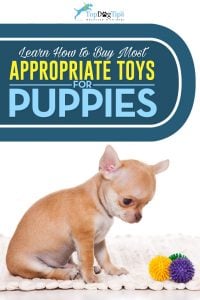 Most Appropriate Dog Toys for Puppies