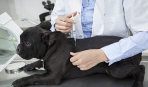 Over-Vaccination In Dogs