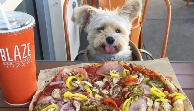 Popeye the Foodie Dog