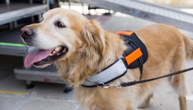 Service Dog’s Skills Fascinate Social Media Members