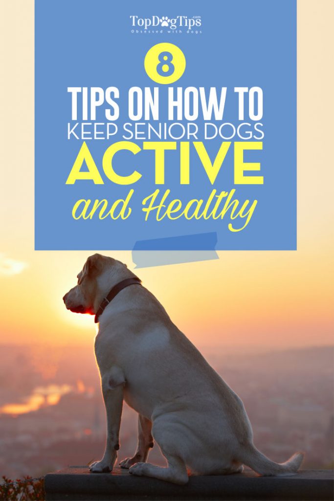 Tips for Keeping Your Senior Dog Active