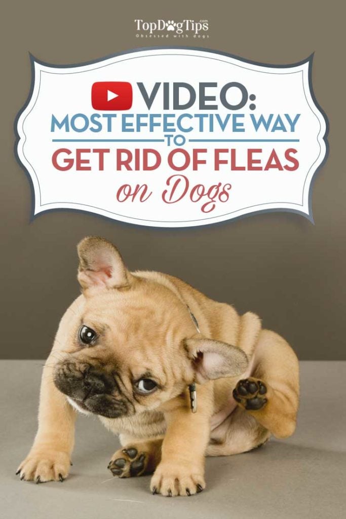 Tips on How To Remove Fleas From A Dog