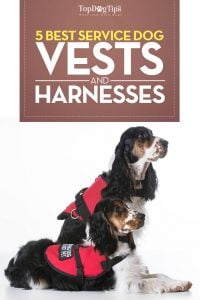 Top Best Service Dog Vests and Harnesses for Working Dogs