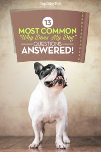 Top Common Why Does My Dog Questions Answered