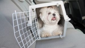 Dog carriers and dog crates are safer